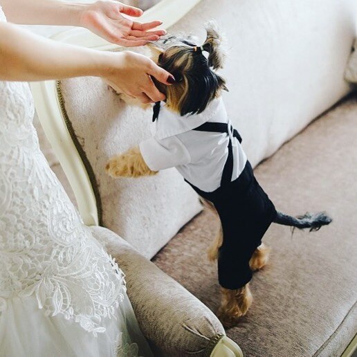 Handsome Stylish Pet Suit with Bow Tie