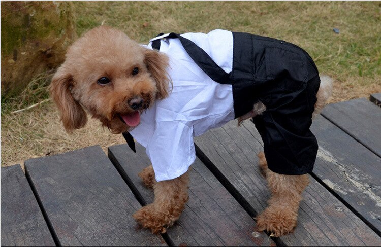 Handsome Stylish Pet Suit with Bow Tie